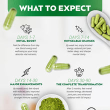 Load image into Gallery viewer, Pure Moringa Powder Capsules Of Nutrient-Rich Moringa - Natural Antioxidant Superfood - Promotes Energy, Skin Health, Gut Well-Being - With Essential Vitamins &amp; Amino Acids 60 Count
